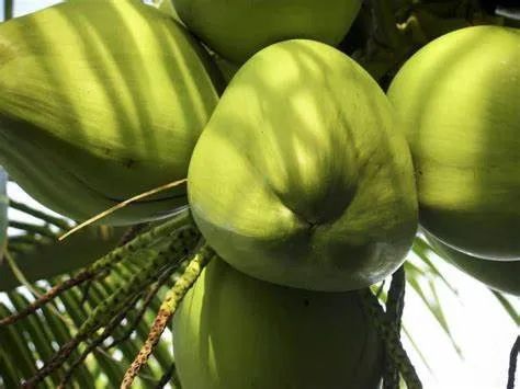 2 pés de coco anão legítimo - Foto 3
