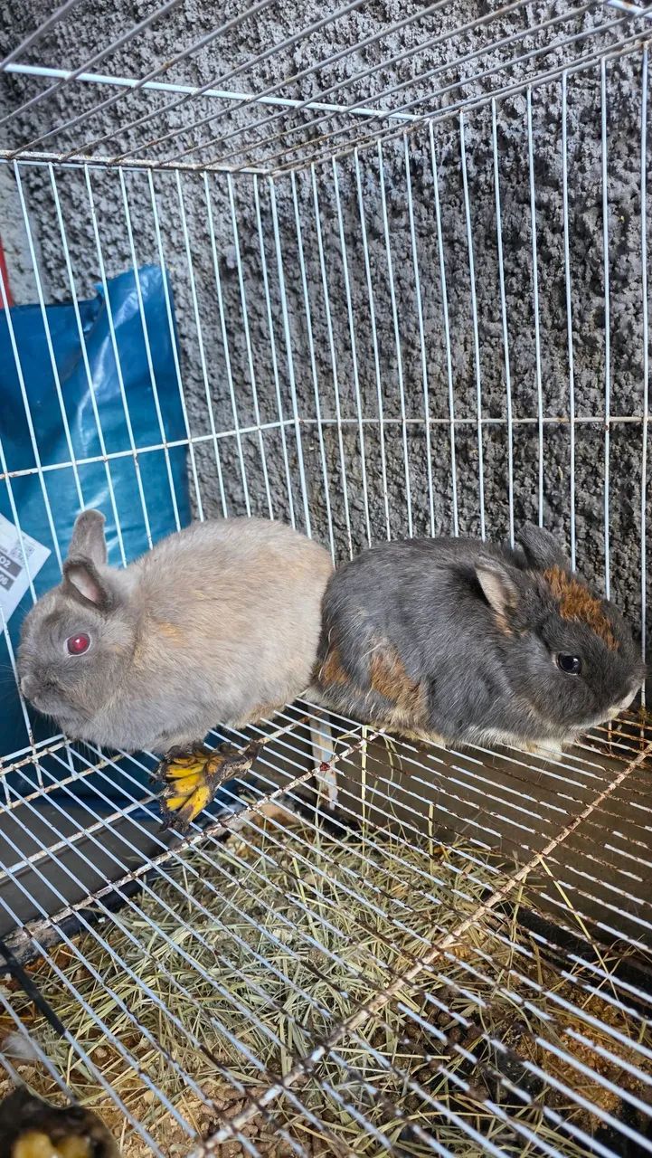 Coelhos Netherland  - Foto 4