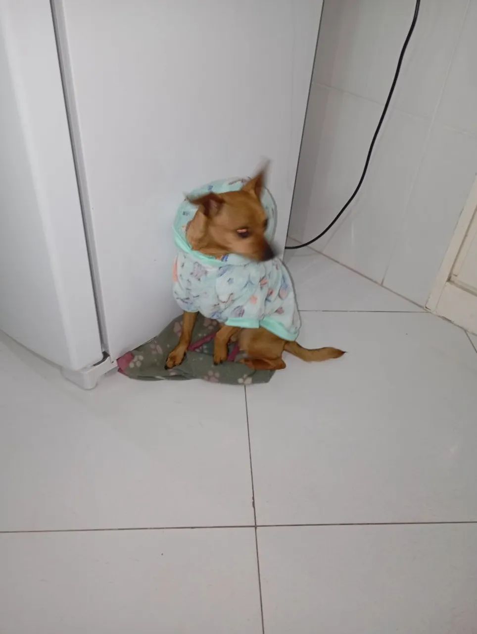 Roupinhas pra pets 