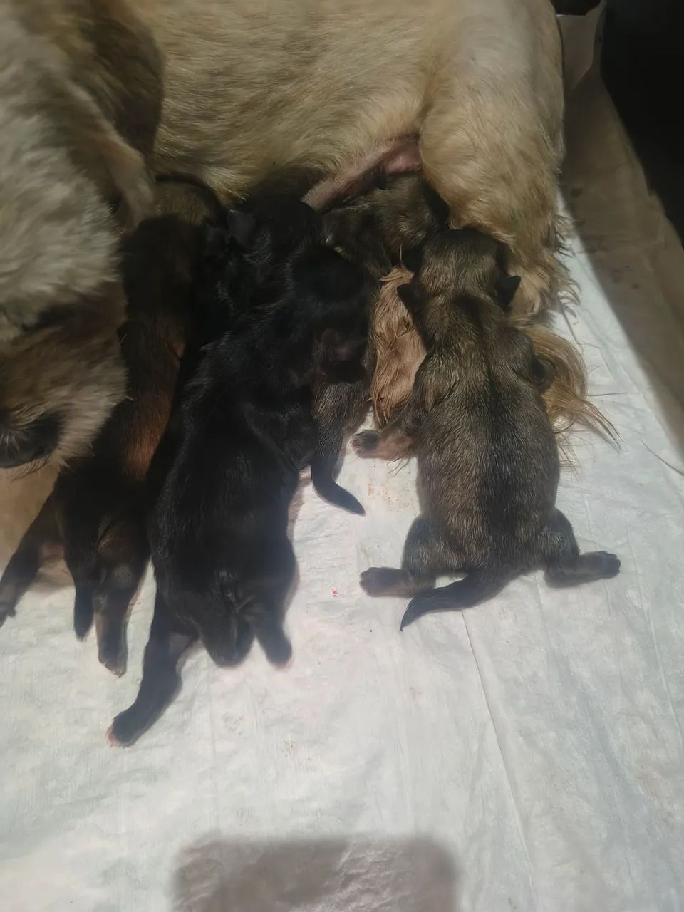 mini Shih Tzu - Foto 3