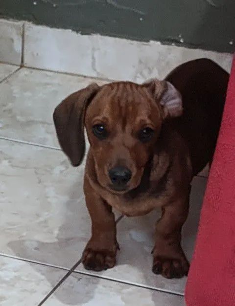 Teckel Basset  macho com 4 meses - Foto 2