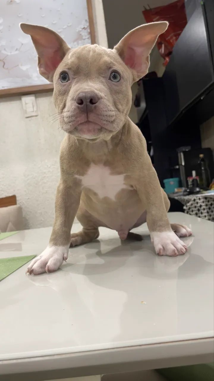 American Bully - Foto 4