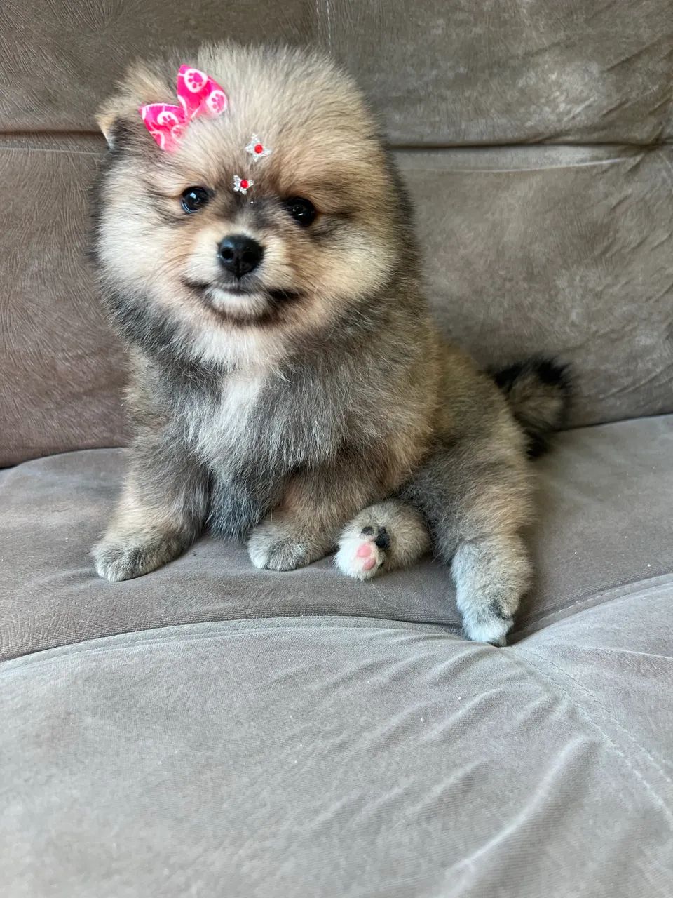 Spitz alemão fêmea  - Foto 3