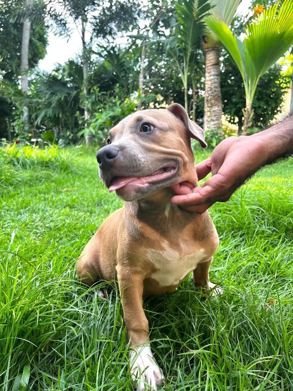 Pet - Foto 2