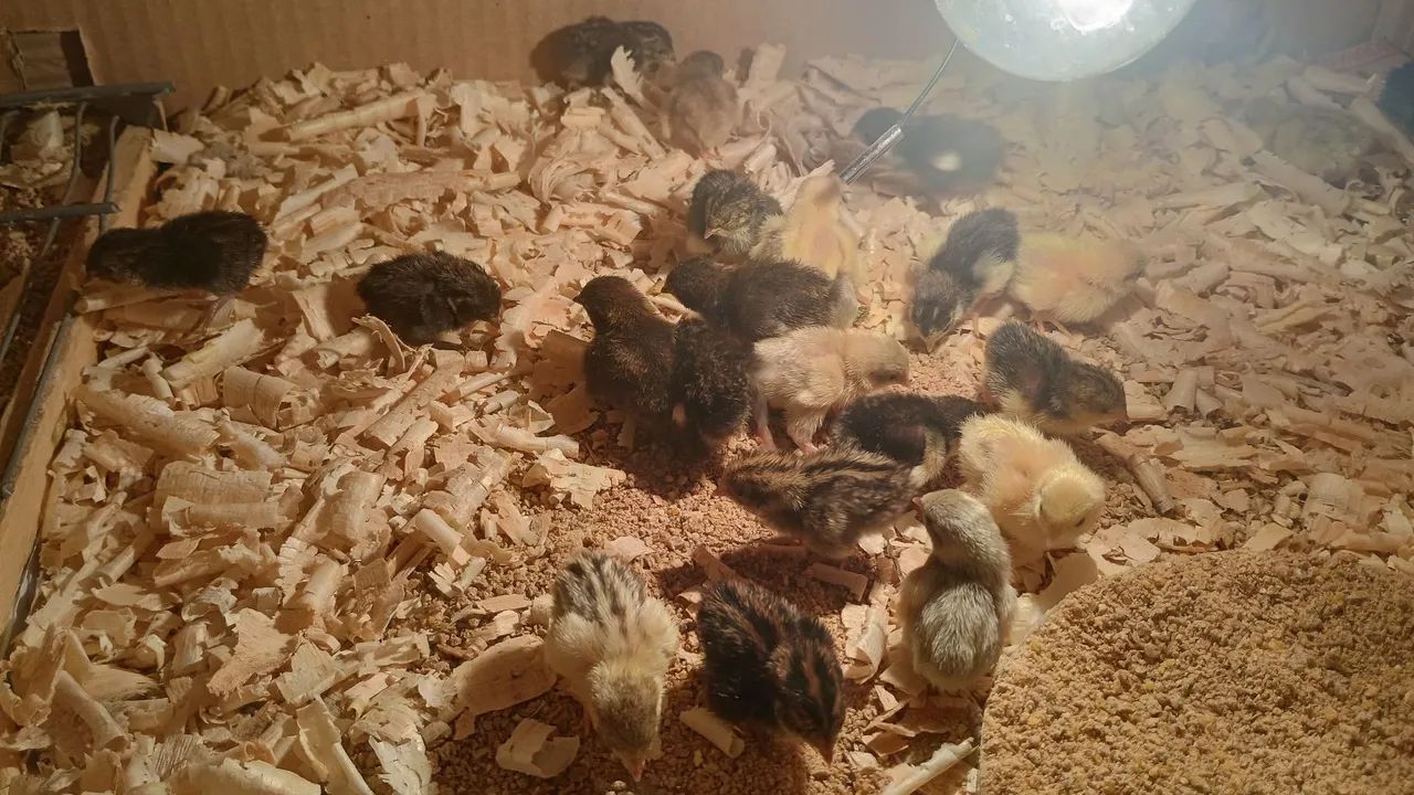 30 pintinho de codorna chinesa mixtos - Foto 3