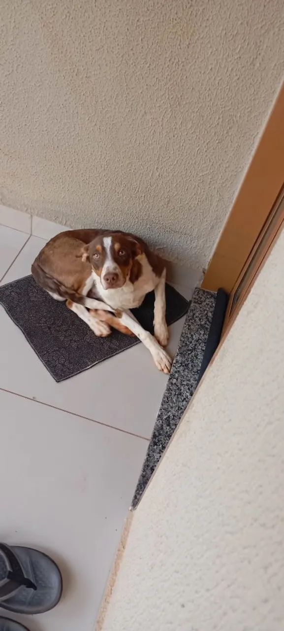 Cachorro - Foto 3