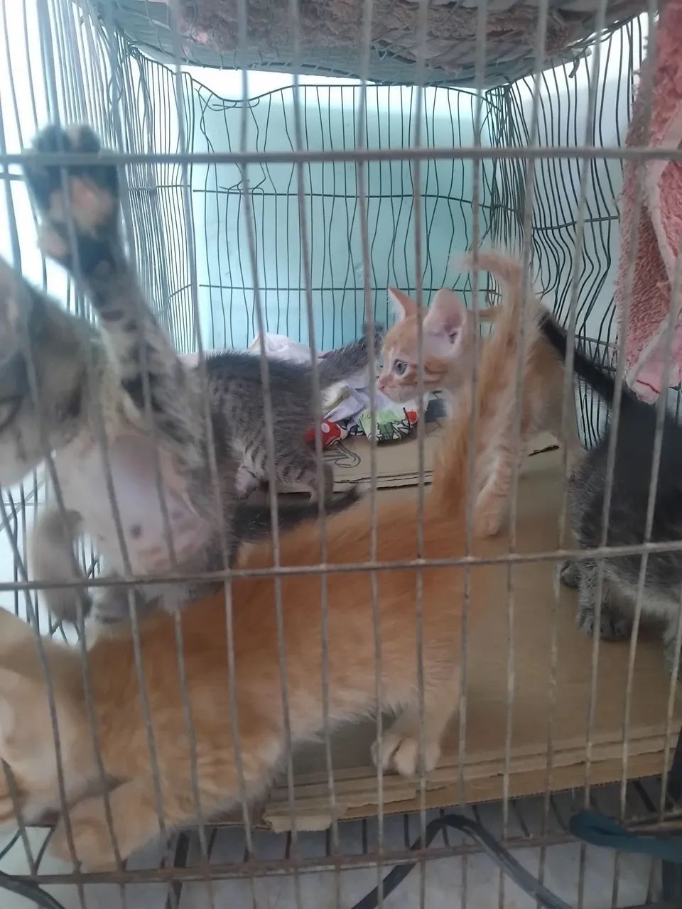 Gatos - Foto 3
