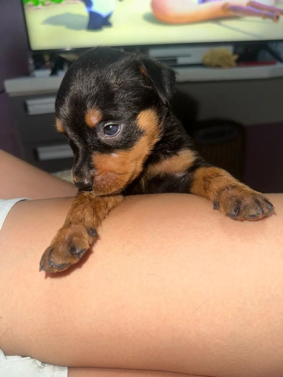 vende filhotes de rotweiller - Foto 5