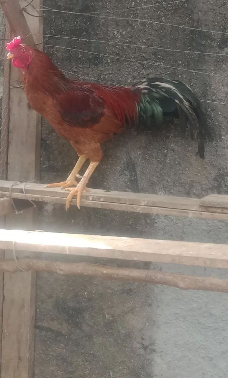 Frango Índio Caipira 