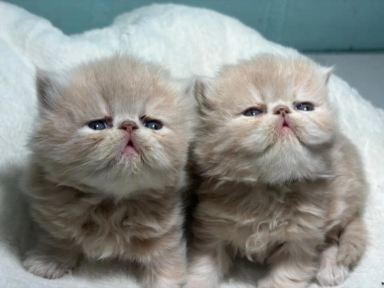 Gato persa - Foto 2