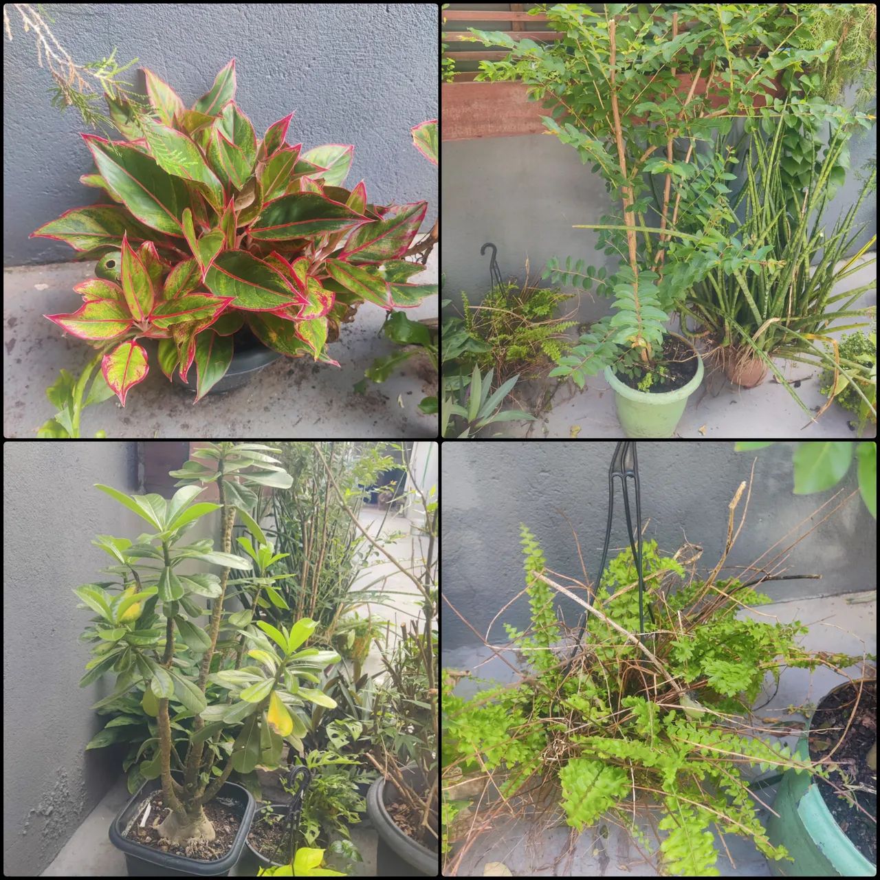 Plantas diversas  - Foto 4
