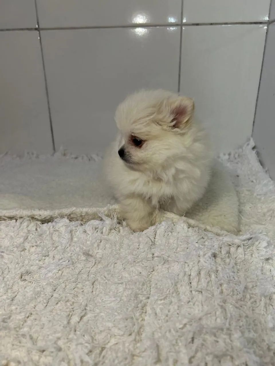 Spitz alemão anão 