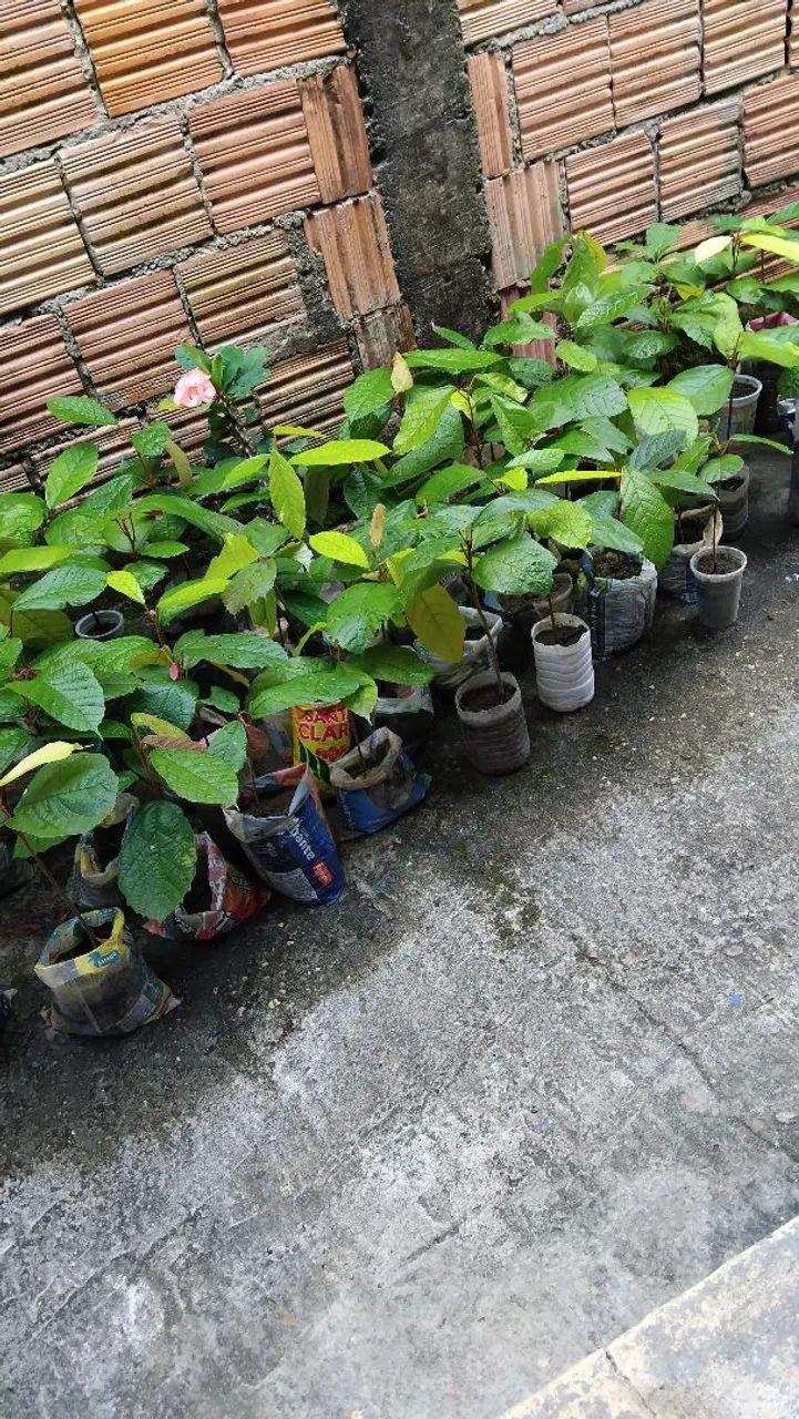 Mudas de cupuaçú  - Foto 3