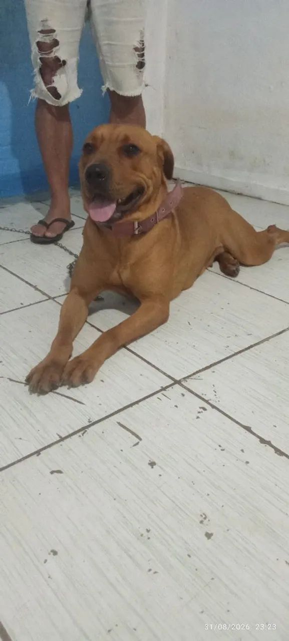 Doação de cachorro  - Foto 3