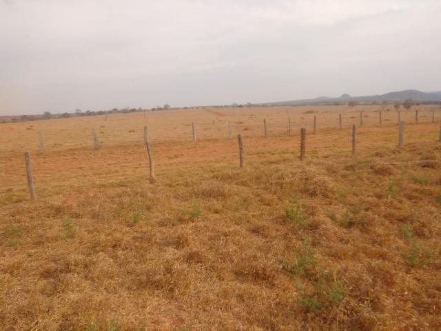 Fazenda Plana. 833 Alq. Iporá-GO. (Abaixo do Preço) - Foto 2