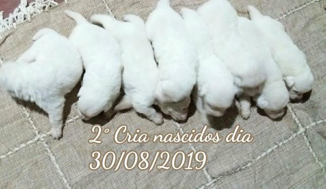 Filhotes de Pastor Maremano Abruzês - Foto 4