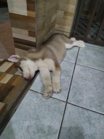 Husky Siberiano - Foto 2