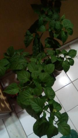 Muda pimenta indiana - Foto 2