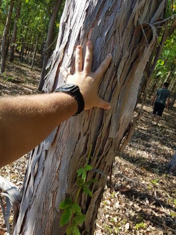 Floresta de eucalipto - Foto 4
