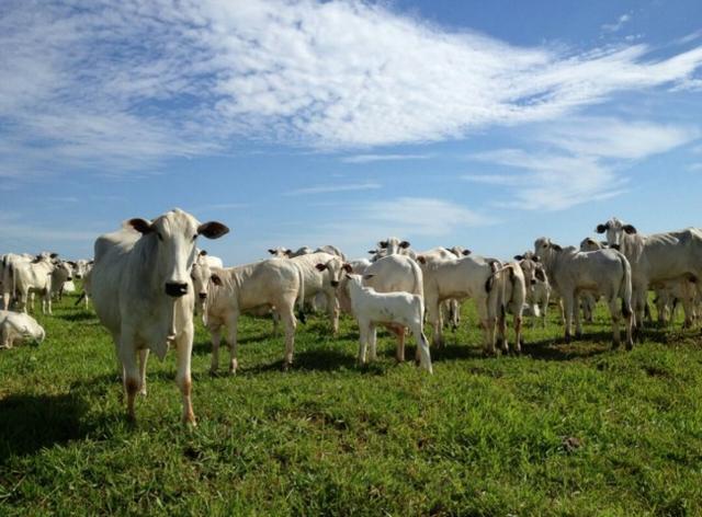Fazenda 700 Alqueires - Região de Presidente Prudente-SP - Foto 13