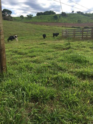 Fazenda de 63.4 Alqueires. 40 Alq mec .20 Alq de Pasto .Nova Laranjeiras - PR