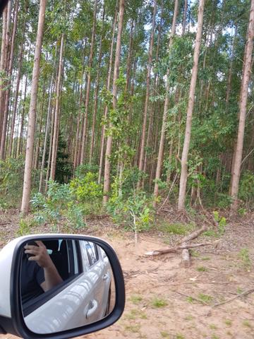Floresta de eucalipto - Foto 5