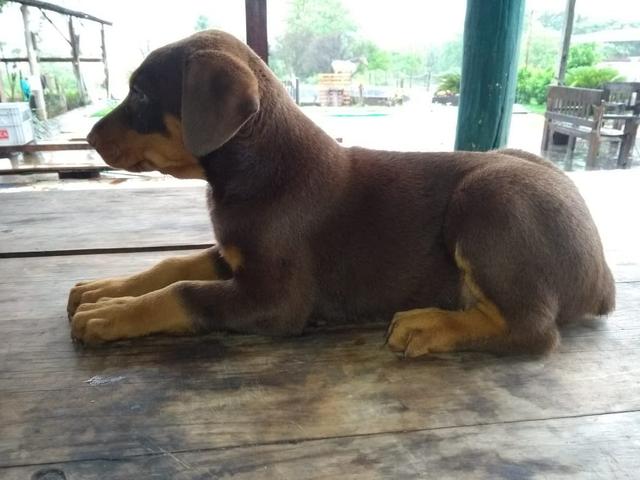 Dobermans ( LER A DESCRIÇÃO)