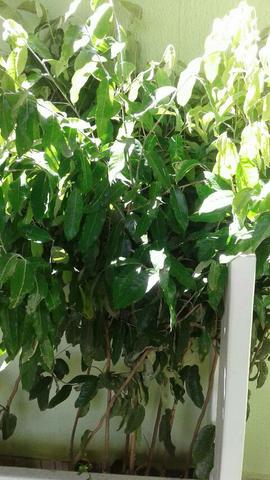 Mudas eucalipto 1mt. altura- Plantas c/ Frutos, Pokan, limão - Montamos Pomar-Grama barato - Foto 2