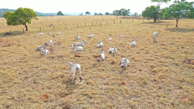 Fazenda 67 Alqueires em Santa Isabel-Go  - Foto 5