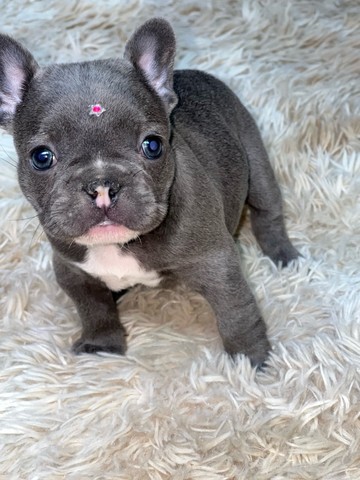 Bulldog francês fêmea  - Foto 3