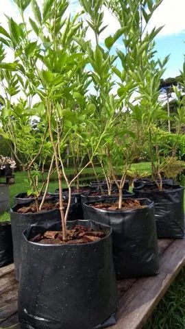 MUDAS DE SABUGUEIRO COM FLORES  - Foto 4