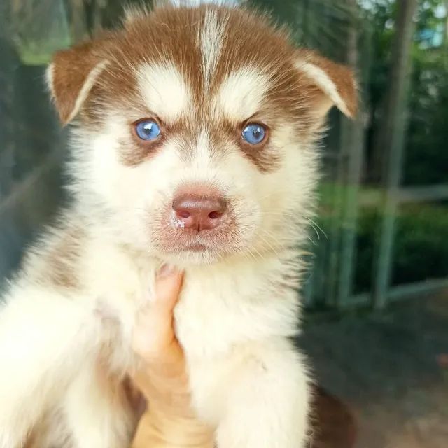 Husky siberiano alto padrão filhotes. Pai pelagem red wooly 