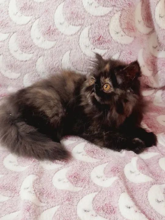 PERSA SHOW Fêmea - cor BlackTortie - Foto 2