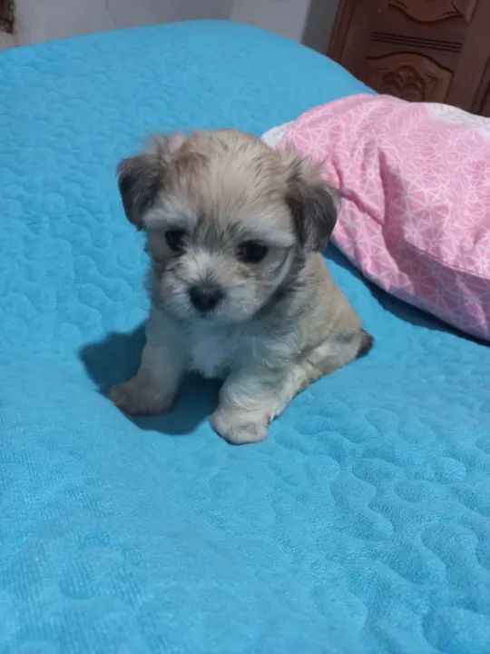 Filhote de Shih Tzu com maltês $650