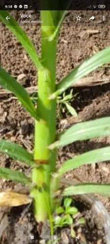 Mudas capim  kurumi talos. E capiaçu - Foto 4