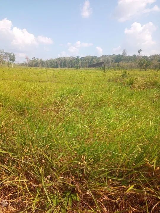 Moura Gestor Imobiliário Vende uma excelente área com 98ha na Rodovia BR 163, km 119, Mo - Foto 5