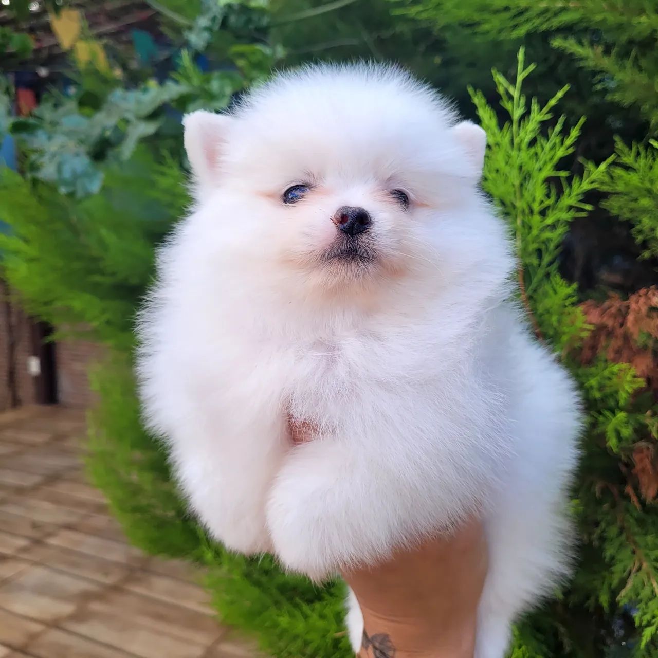 Spitz Alemão com pedigree cbkc parcelamento sem juros - Foto 4