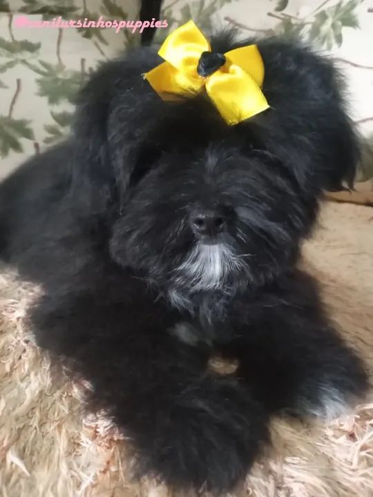 lhasa apso lindos bebes linda filhote pronta entrega  - Foto 2