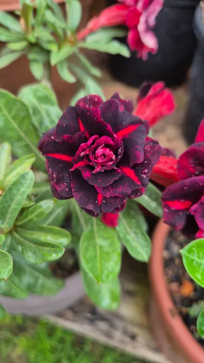 Rosas do deserto