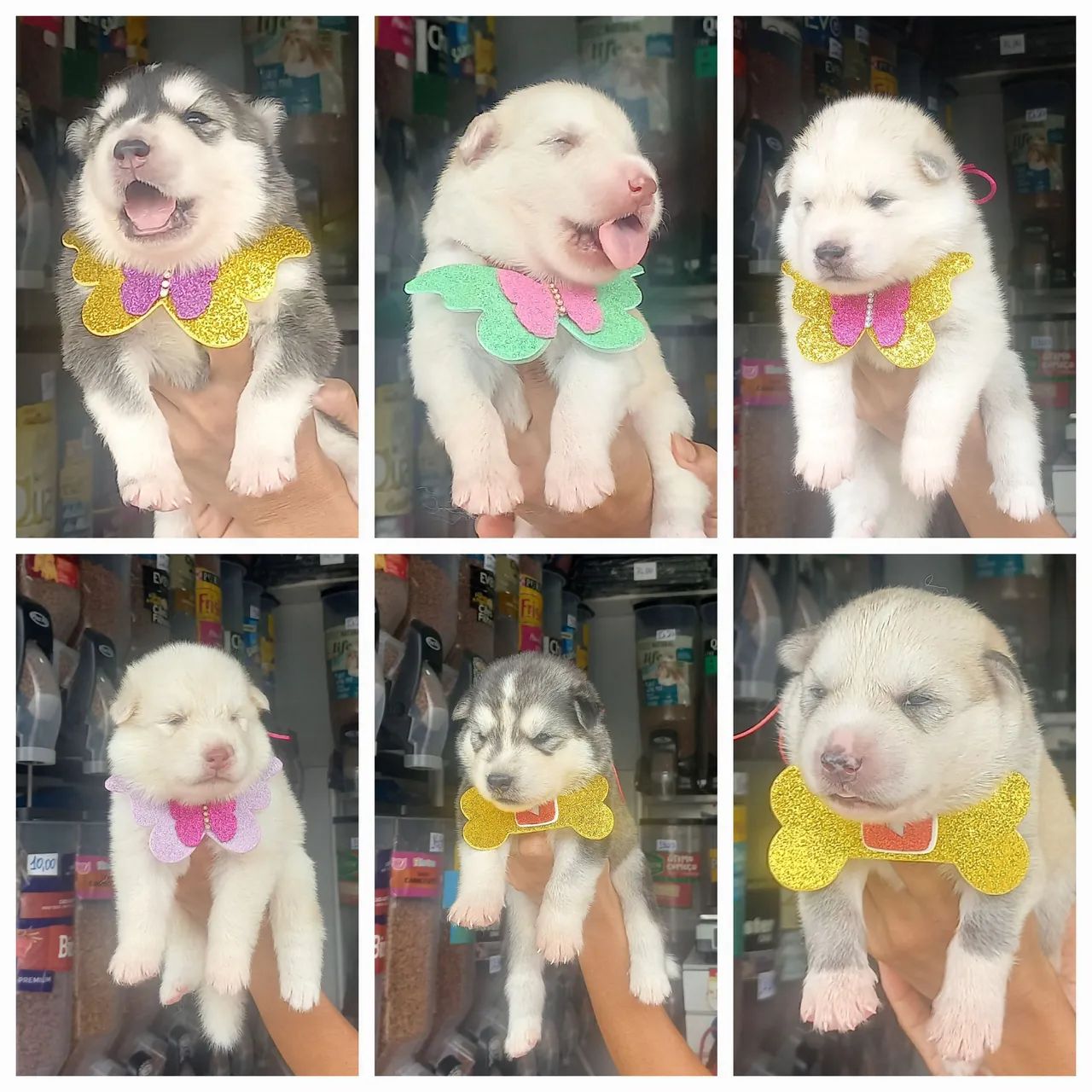 Filhotes de Husky Siberiano