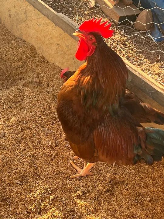 12 Ovos galados Rhode Island red - Foto 2
