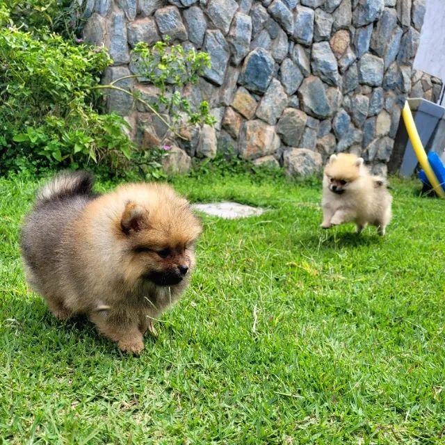 Spitz Alemão Anão macho - Pedigree CBKC - 12x sem juros envio gratis - Foto 4