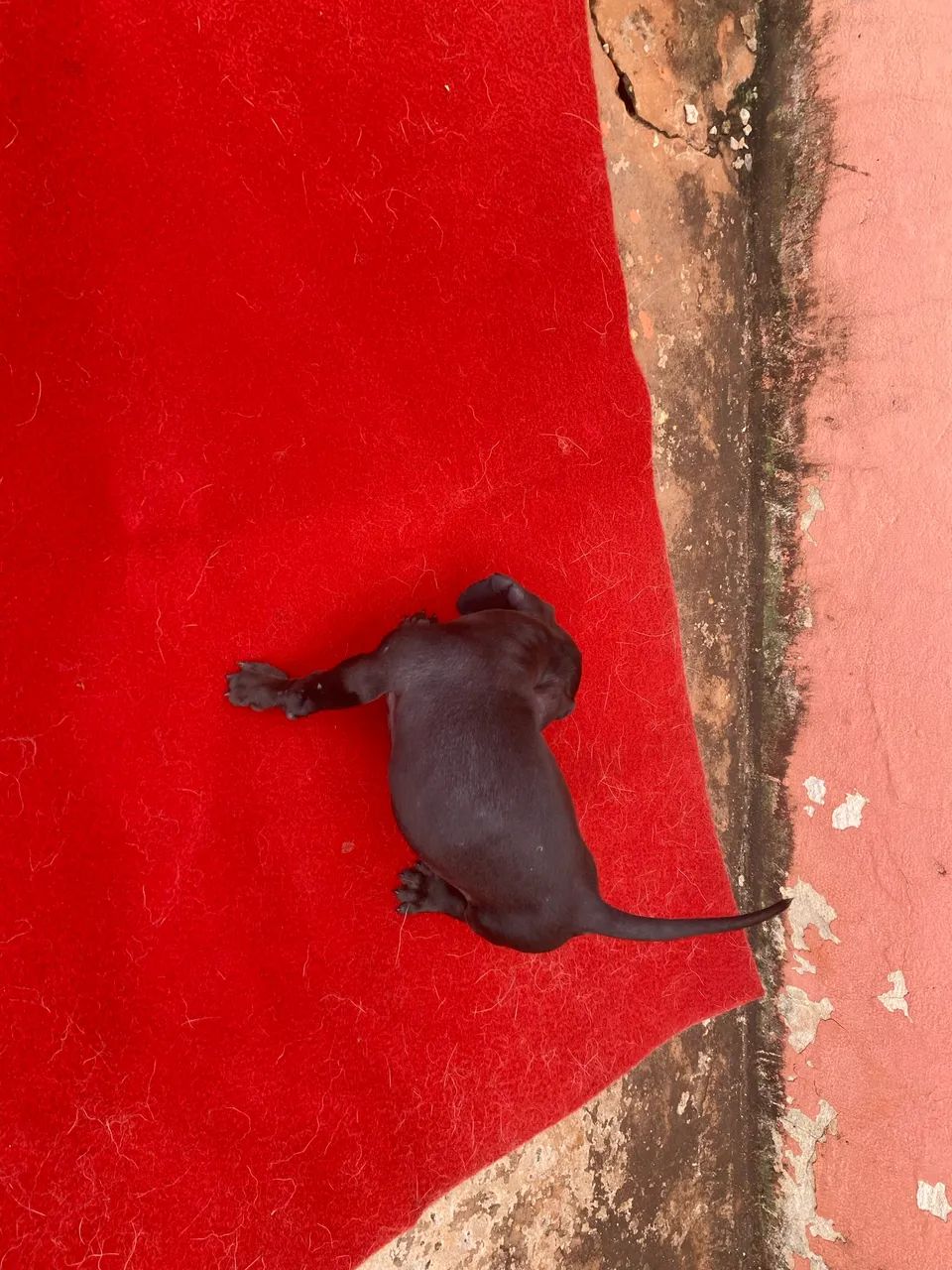 Promoção Cofap macho - Foto 2