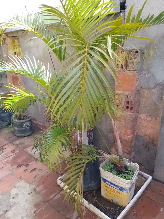 Palmeira para jardim - Foto 4