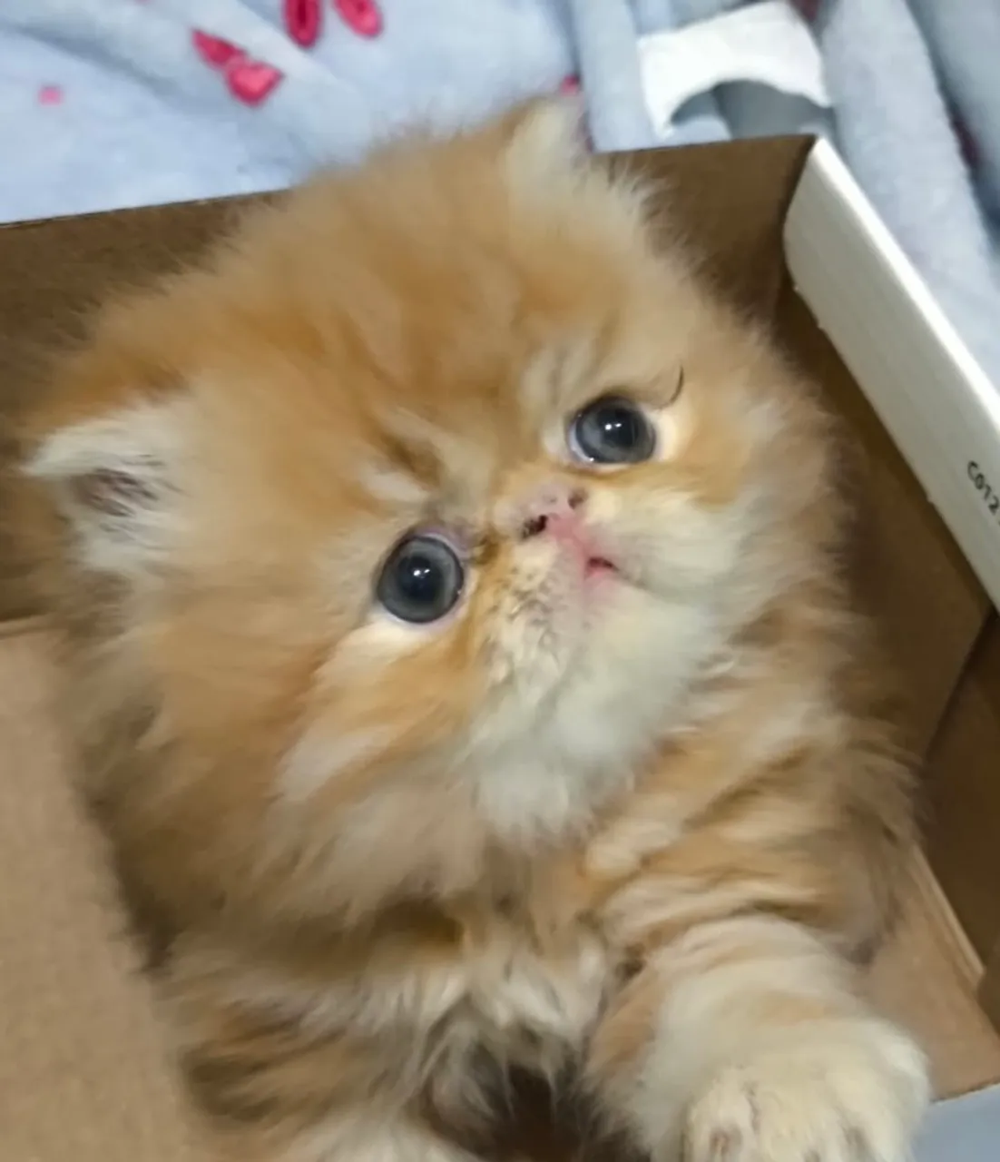 Gatinho Persa 