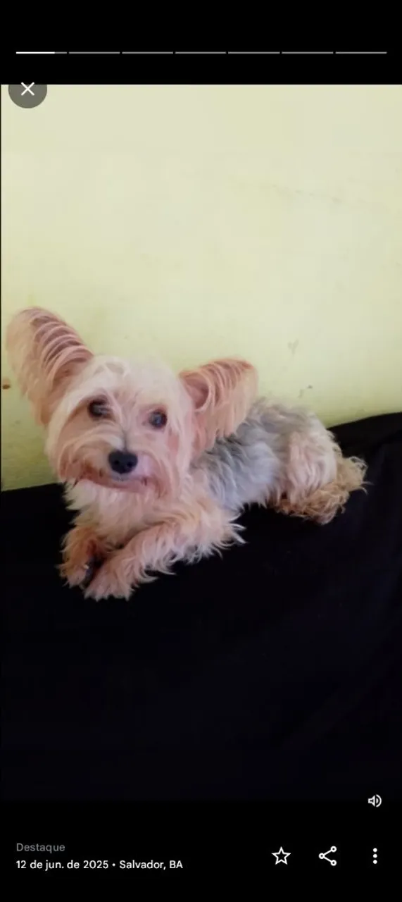 Vendo um cachorro Yorkshire Terrier ele tem 1 ano