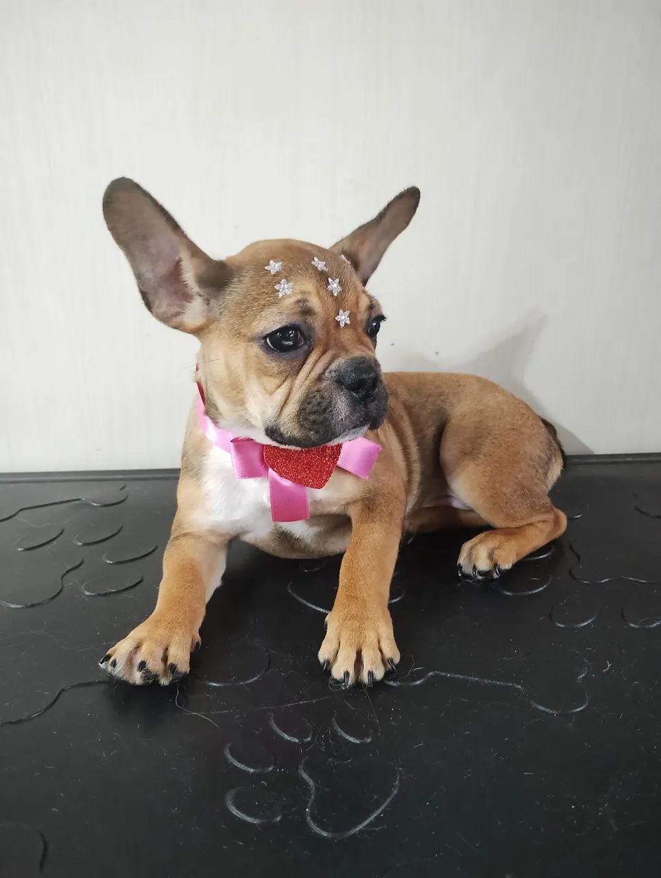 Filhote de Bulldog Francês - Foto 3