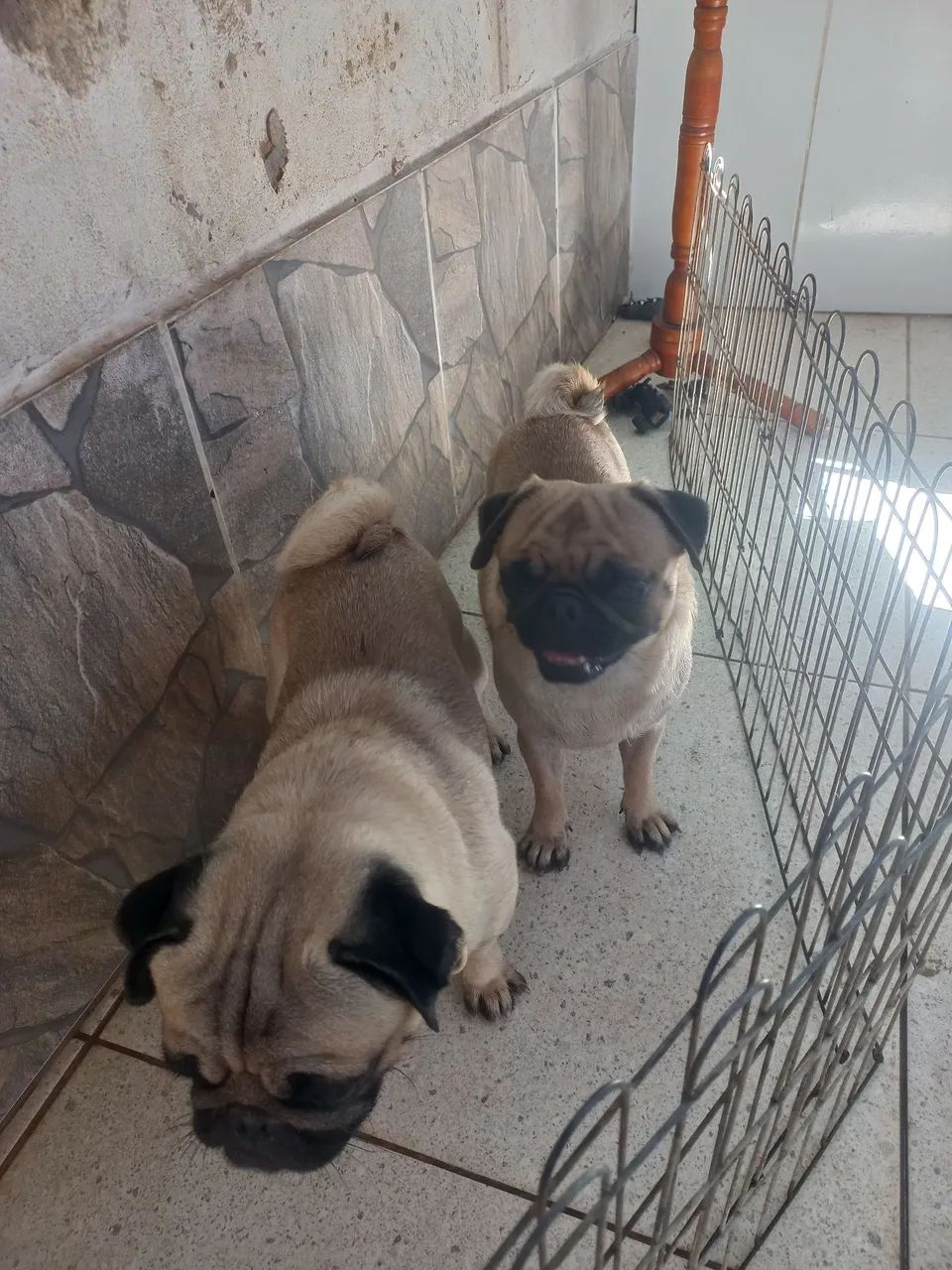 Adopt Pug Needs New Home Animal Shelter Pugs Free To Good Home