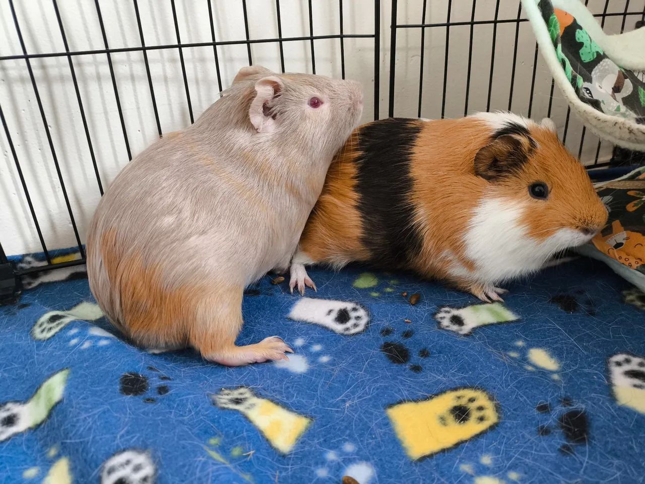 Porquinhos da índia 