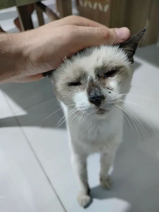 Gato pra doação  - Foto 4